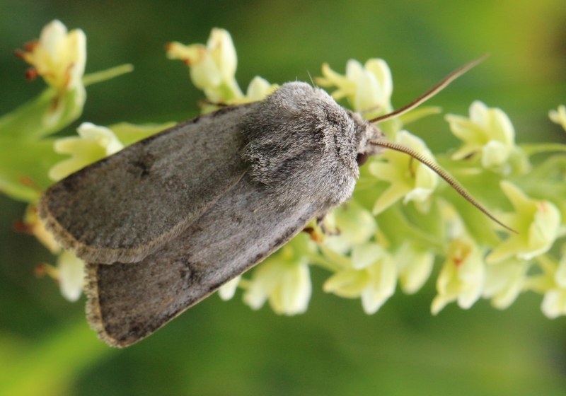 Falena del Moncenisio - Agrotis cinerea